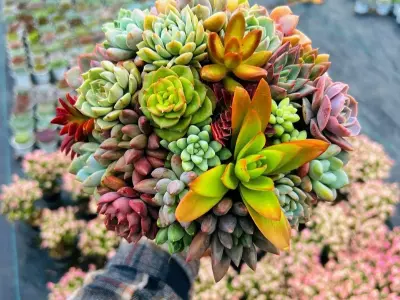 Bộ ảnh sen đá mini được săn đón nhiều nhất hiện nay