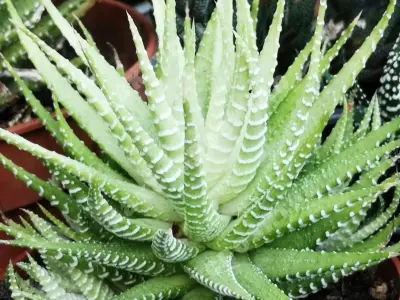 Bộ ảnh sen đá móng rồng độc đáo trong thế giới cây nhỏ
