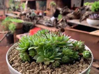 Ảnh sen đá Phật Bà tinh xảo trong thế giới cây cảnh nhỏ