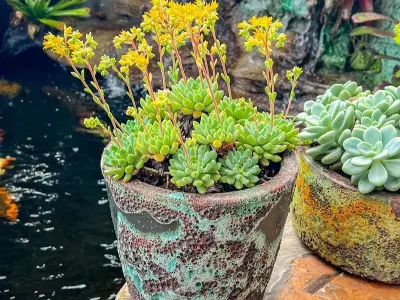 Bộ sưu tập ảnh sen đá ra hoa khiến ai cũng ngỡ ngàng