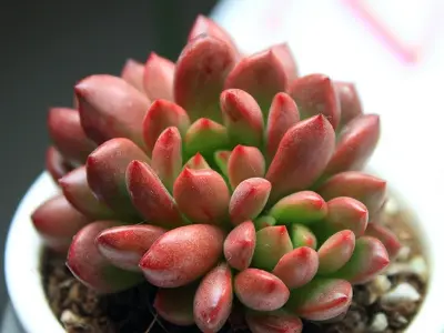 Khám phá ảnh sen đá ruby đang được tìm kiếm nhiều