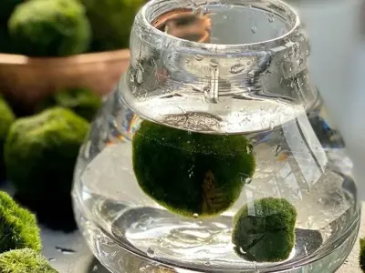 Tảo Cầu Marimo hiện tượng mới trong giới cây cảnh mini