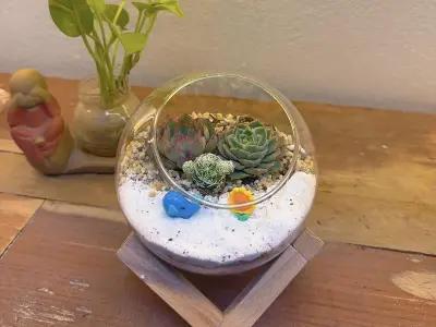 Chiêm ngưỡng ảnh terrarium tiểu cảnh trong bình độc đáo