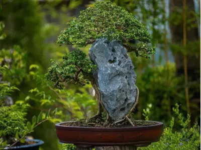 Top thế cây bonsai nghệ thuật đẳng cấp mang lại tài lộc