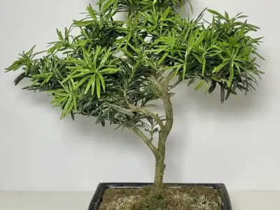 Top những siêu phẩm tùng la hán đại diện cho sự quyền quý