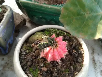 Ảnh xương rồng mang cá tính riêng cho không gian