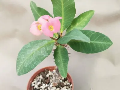 Bộ ảnh xương rồng bát tiên được săn tìm nhiều nhất