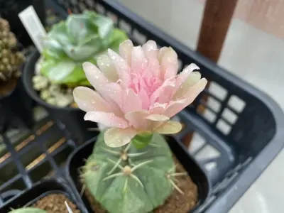 Bộ ảnh xương rồng nở hoa khiến người yêu cây ngỡ ngàng