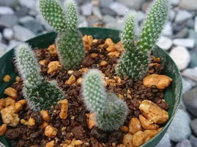 Ngắm nhìn ảnh xương rồng Tai Thỏ xanh mướt tự nhiên