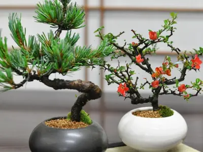 Tải ngay 85+ ảnh bonsai mini để bàn siêu nét cực đỉnh