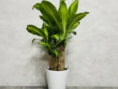Top 50 bộ ảnh Thiết Mộc Lan đẹp mang lại đại cát đại lợi