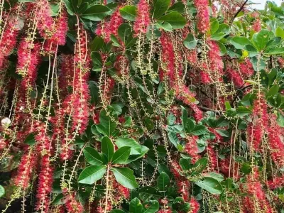 Ảnh Cây Lộc Vừng đẹp mê hồn giữa sắc trời
