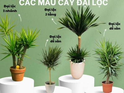 Ảnh đẹp Cây Đại Lộc làm bừng sáng mọi không gian
