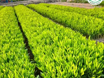 Ảnh đẹp Cây Keo Lá Tràm xanh mướt đầy cuốn hút
