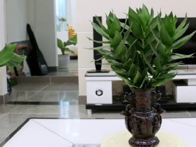 Ảnh đẹp Cây Phát Tài Búp Sen đầy sức sống