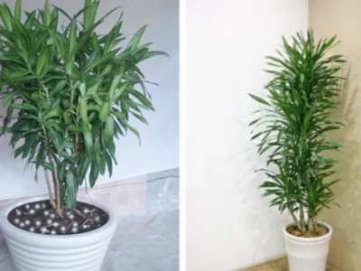 Ảnh đẹp Cây Thanh Lan khiến không gian bừng sáng