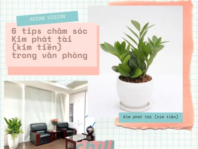 Bộ ảnh Cây Kim Phát Tài đẹp sang trọng hút tài lộc