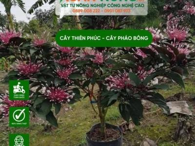 Bộ ảnh Cây Thiên Phúc đẹp rực rỡ cho khu vườn 2026
