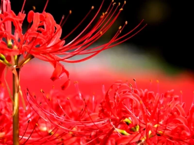 Bộ ảnh Hoa Bỉ Ngạn đẹp mê hoặc giữa mùa Thu