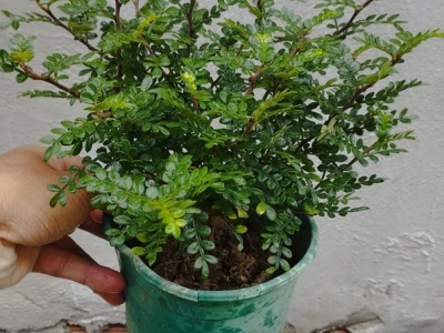 Cây Thanh hương đẹp say lòng người yêu cây