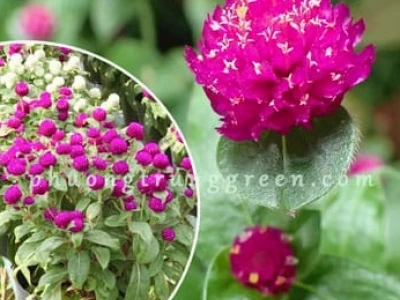 Cây Bách Nhật đẹp rực rỡ cho khu vườn 2026