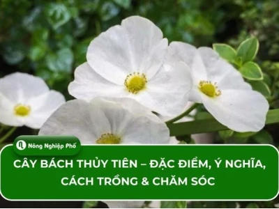 Cây Bách Thủy Tiên đẹp mê hoặc trong từng khung hình