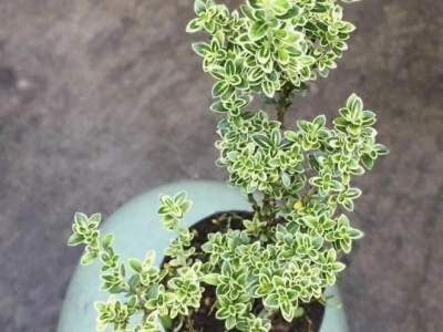 Cây Bạch Tuyết Mai đẹp tinh khôi qua những khung hình