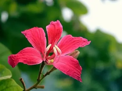 Cây Ban Đỏ rực rỡ trong những khung hình say đắm