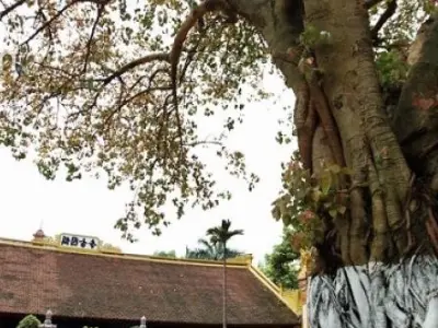 Cây Bồ Đề đẹp thanh tịnh lay động mọi ánh nhìn