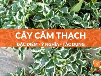 Cây Cẩm Thạch đẹp mê hoặc giữa những mảng lá đổi màu