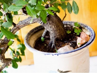 Cây Cẩm Thị đẹp mê hoặc trong dáng bonsai
