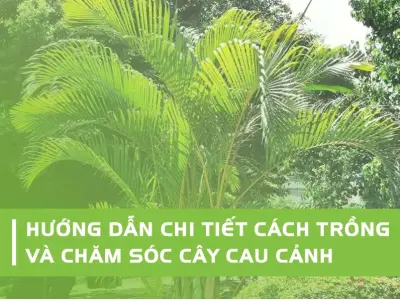 Cây Cau Cảnh mini đẹp cho góc xanh năm 2026