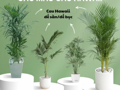 Cây Cau Hawai đẹp thanh thoát cho không gian xanh