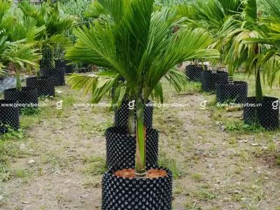 Cây Cau Lùn và bộ ảnh xanh mát cuốn hút