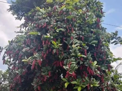 Cây Chòi mòi đẹp mộc mạc giữa sắc rừng