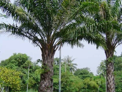 Cây Cọ Dầu Cảnh đẹp sang cho không gian xanh 2026