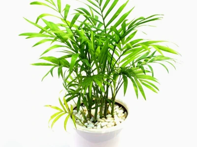 Cây Cọ Lá Tre đẹp thanh thoát cho không gian xanh 2026