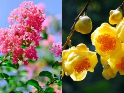 Cây Đại Cát đẹp rực rỡ qua bộ ảnh đầy mê hoặc