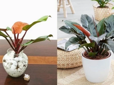 Cây Đại Đế Vương Đỏ đẹp sang trọng cuốn hút mọi ánh nhìn
