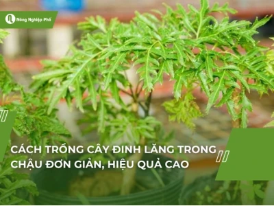 Cây Đinh Lăng Cảnh đẹp thanh tao cho không gian sống