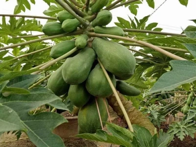 Cây Du qua những khung hình bonsai đẹp mê hoặc
