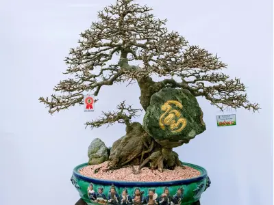 Cây du tàu đẹp mê hoặc qua những khung hình ấn tượng
