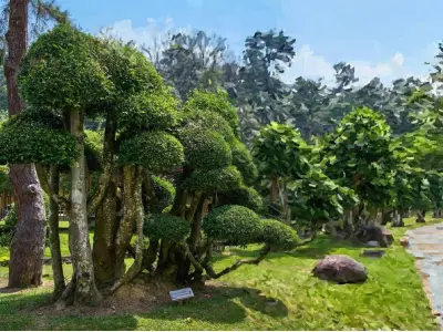 Cây Duối đẹp mộc mạc mà cuốn hút qua từng khung hình