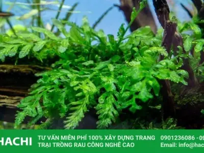 Cây Dương Xỉ Lá Kim đẹp mê hoặc qua từng khung hình