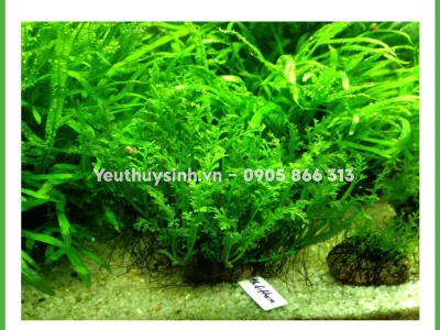 Cây Dương Xỉ mini đẹp mê hoặc cho góc xanh 2026