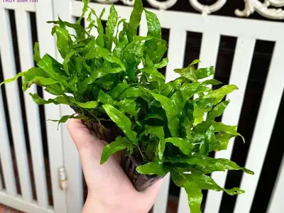 Cây Dương Xỉ Mỹ đẹp xanh mát cho không gian sống