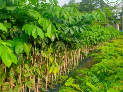 Cây Gõ Đỏ qua những khung hình đẹp mê hoặc