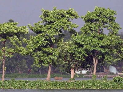 Cây Gõ Vàng đẹp mê hoặc qua từng thớ gỗ