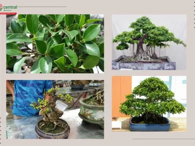 Cây Gừa đẹp mê hoặc qua những khung hình xanh mát