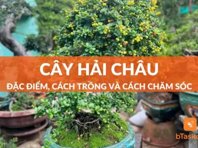 Cây hải châu đẹp mê hoặc qua những khung hình giàu chất thơ